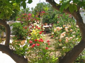 Villas Eva, Stalos, Garden_6