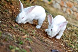 Stone Village, Bali, rabbits-2