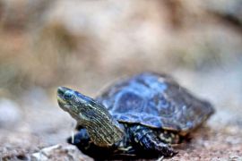 Stone Village, Бали, turtles-1