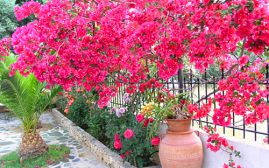 Olive Tree Cottages, Paleochora, garden-view-II