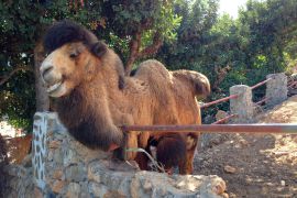 Stone Village, Bali, camel-1a