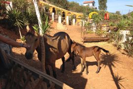 Stone Village, Μπαλί, horse-1a