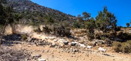 Jeep Safari, Chania town, mitato1