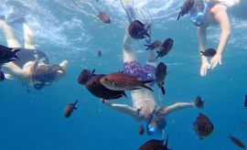 Sea Star Cruises, Ville de La Canée, fish and children