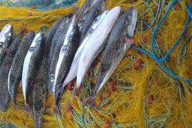 Fishing trips, Kolimvarion, net fishing